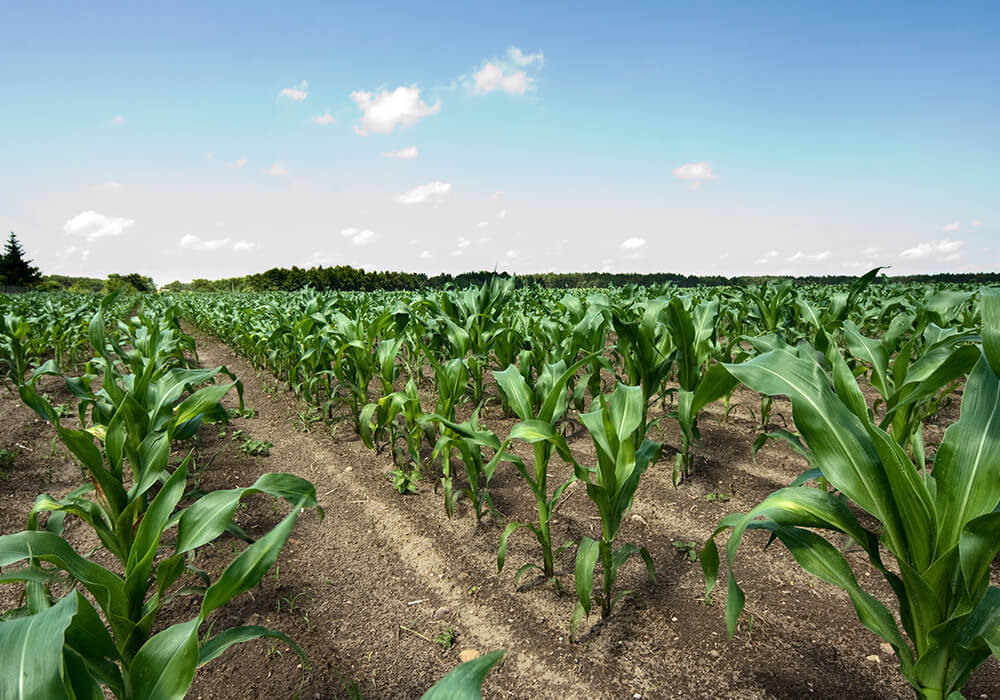 Knee High By The Fourth Of July Or As High As An Elephant S Eye