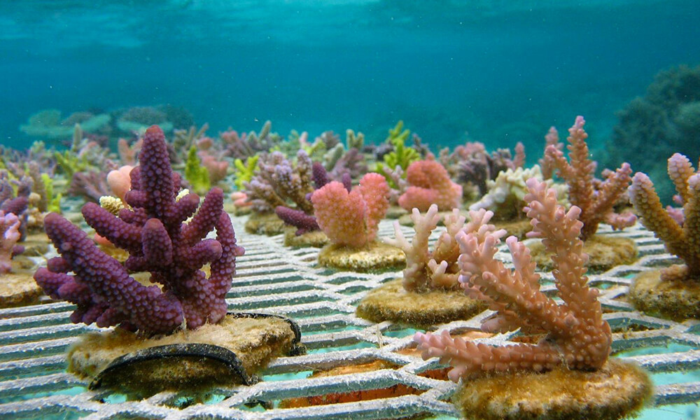 Coral Farms