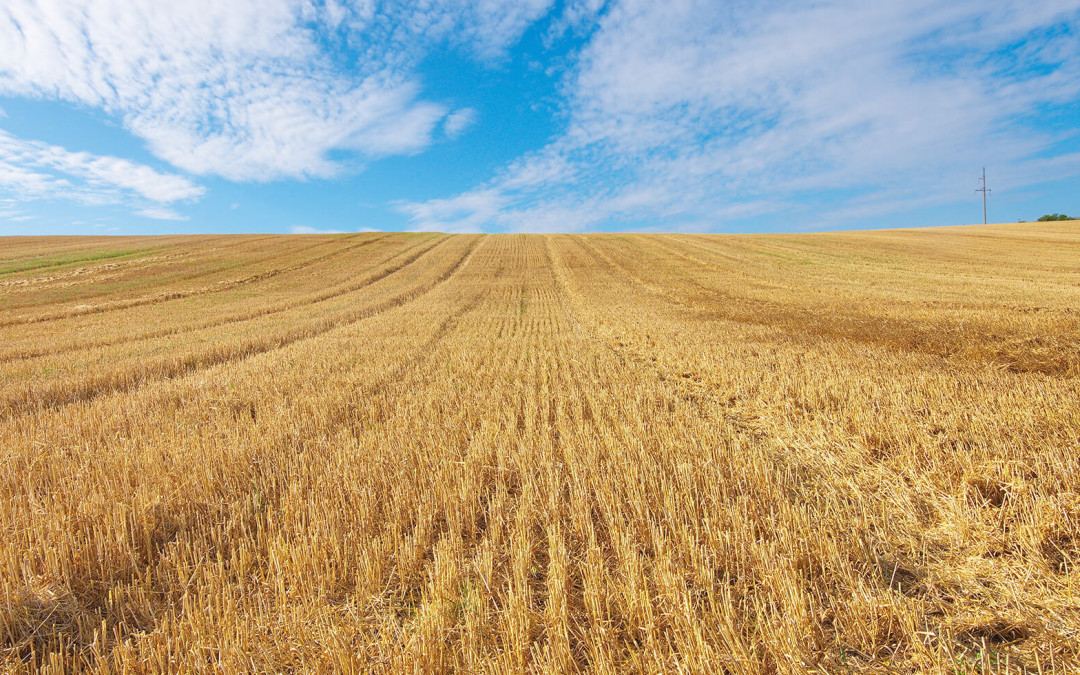 Family farm recovers loss with crop insurance