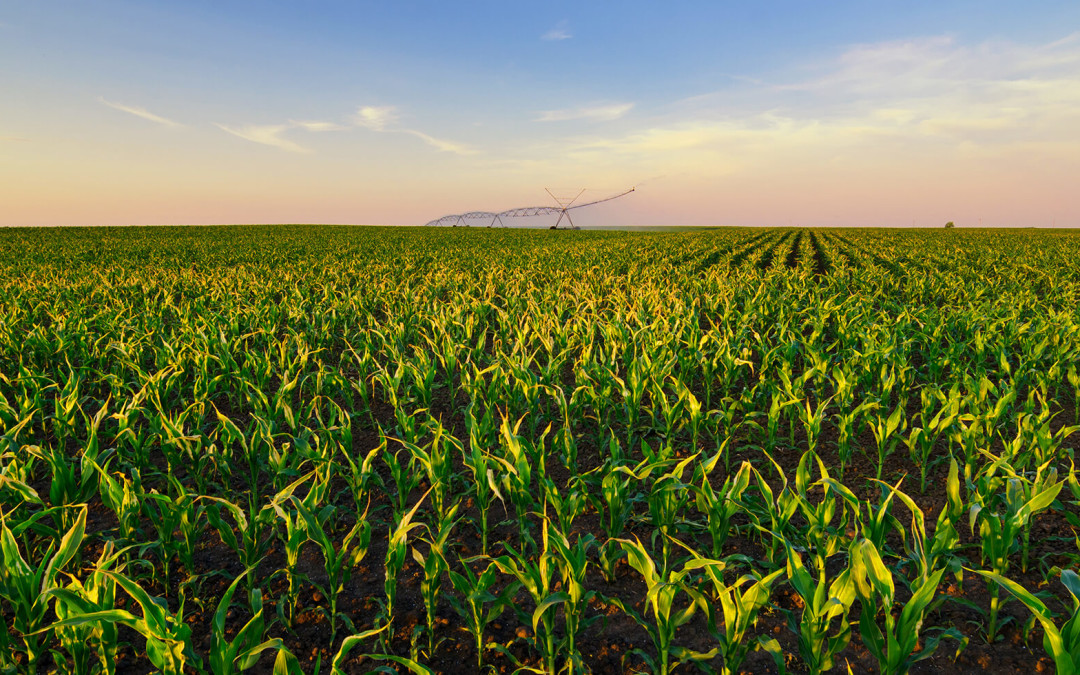 Pop Crop: Farmers cultivate popcorn varieties