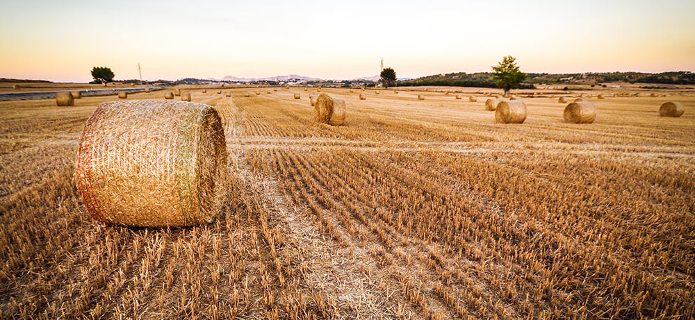 farm-bred phrases