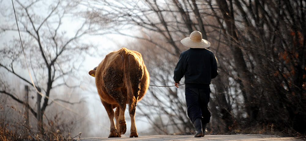 farm-bred phrases