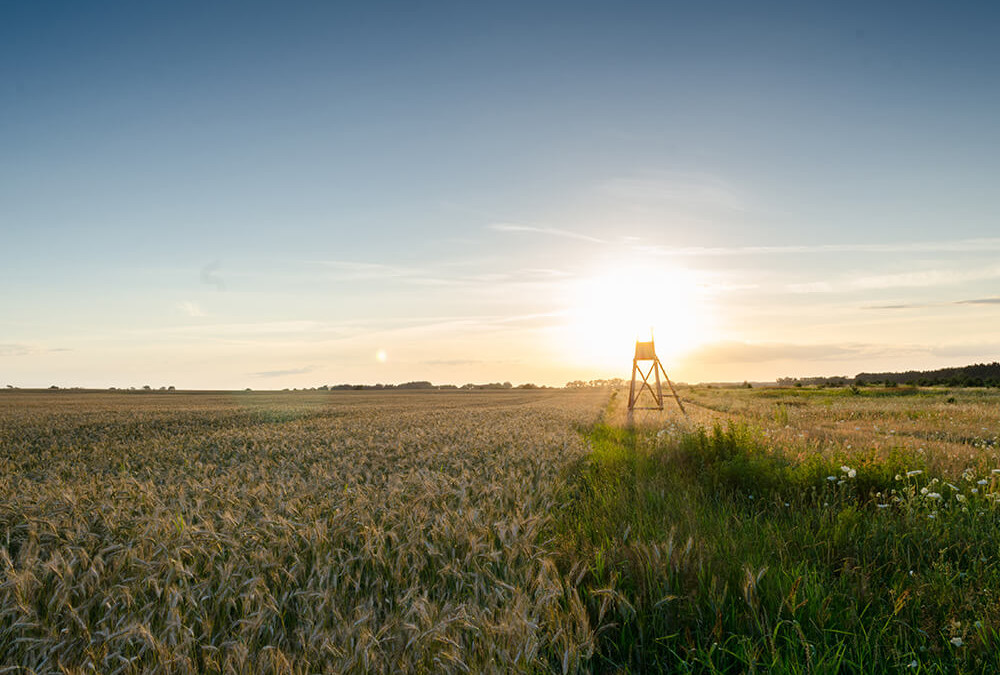 GMOs Breed Controversy