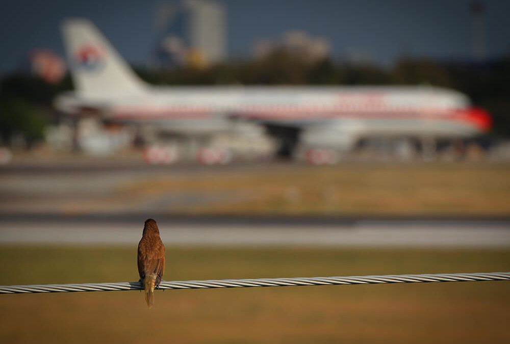 Birds and Planes Collide Over Cornfields