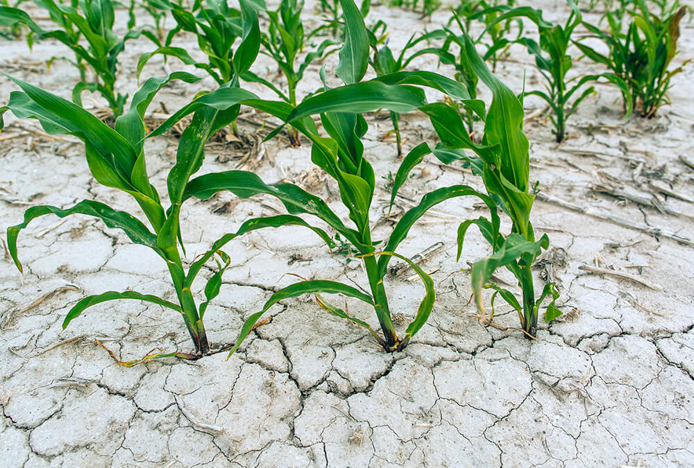 Drought Withers Profits Without Crop Insurance