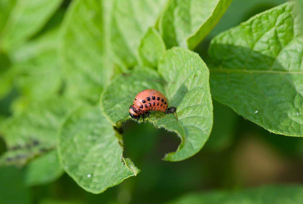 Crop Creepy Crawlies