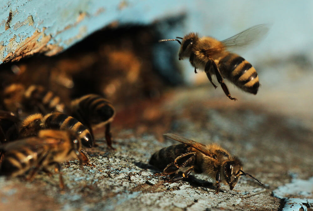 Add “Save The Bees” To Your Honey Do List