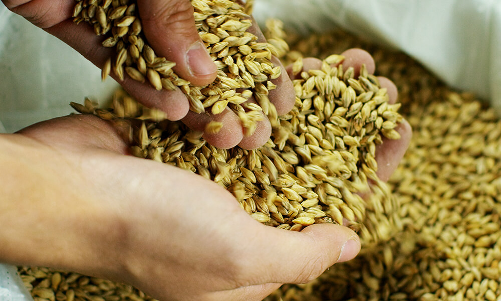 hands sifting through dried hops