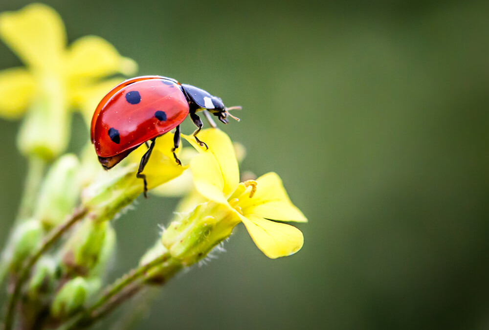 You Want These Bugs On Your Crops