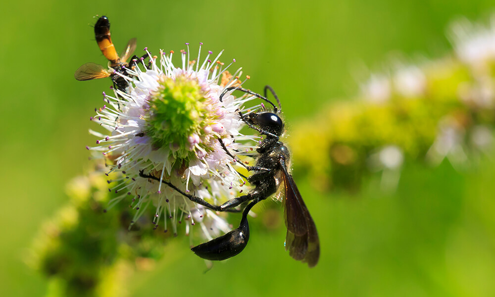 a wasp on a flower bud