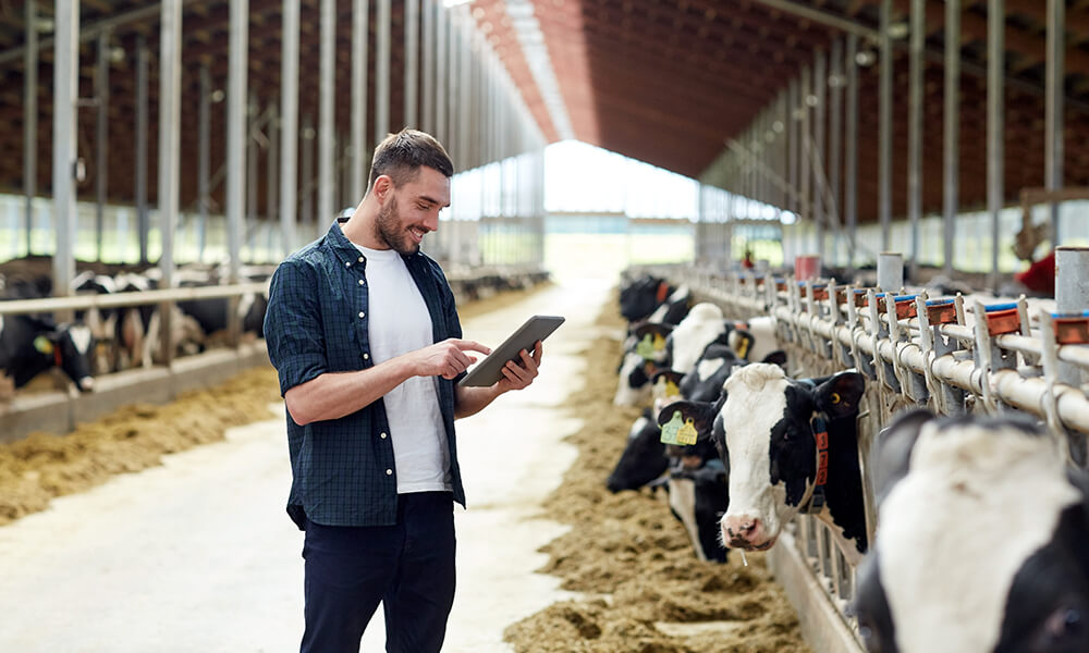 farmer using modern technology to monitor his cows