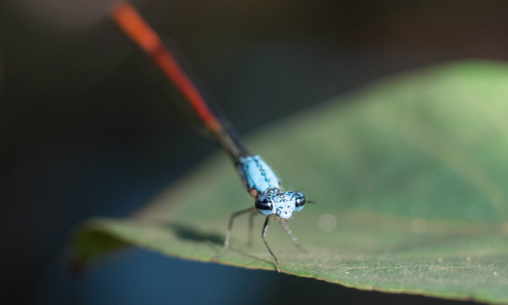 a damsel fly perched on a leaf, one of the bugs on your crops your want