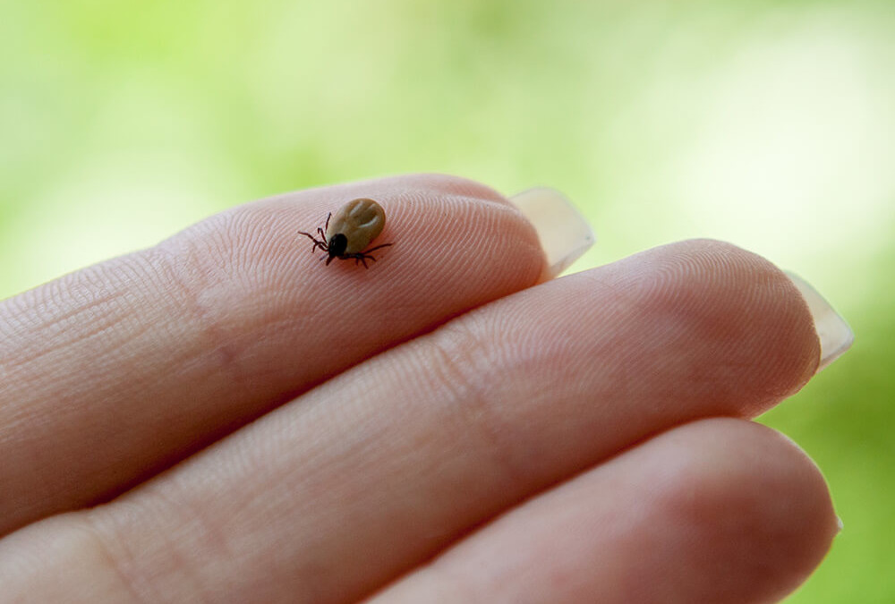 Preventing Against Ticks While Outside