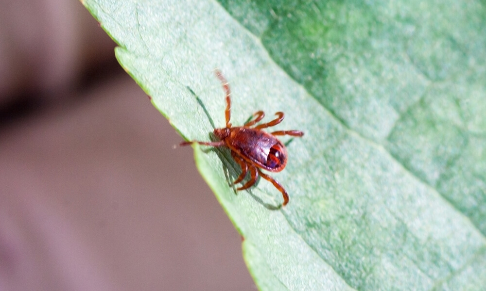 picture of a tick on a leaf