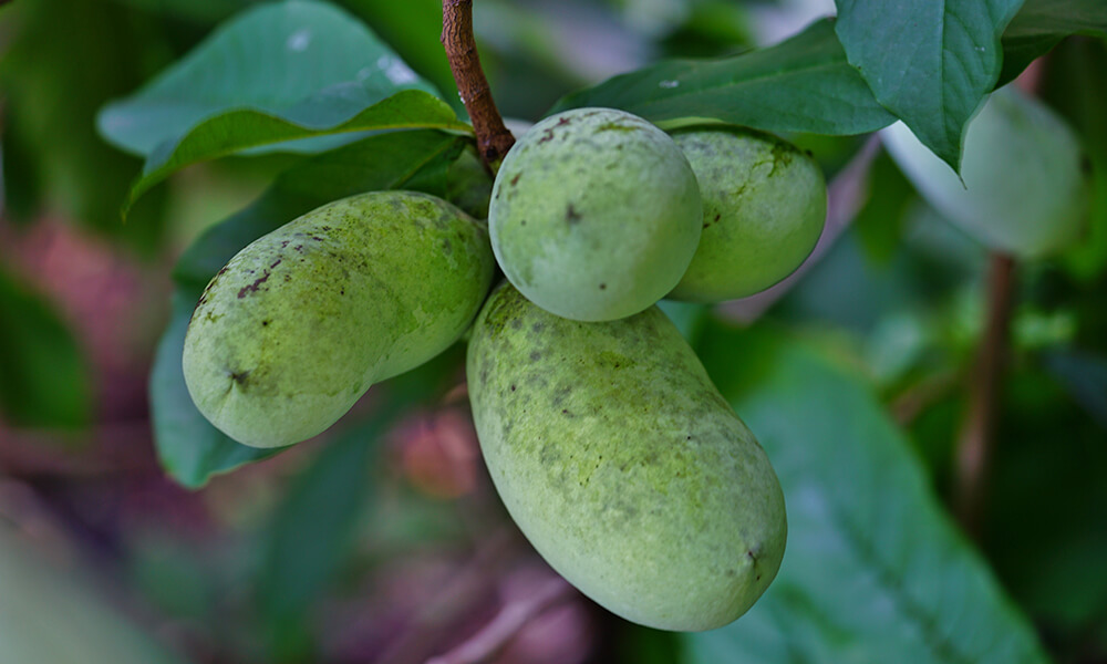 pawpaw fruit on a branch a delicious crop