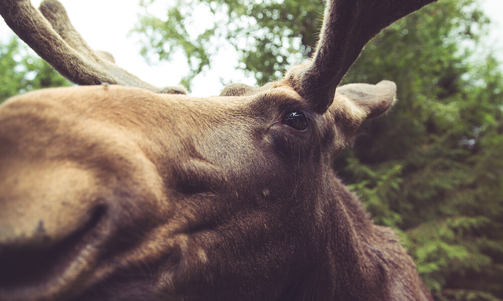 close up shot of a moose on from the farms