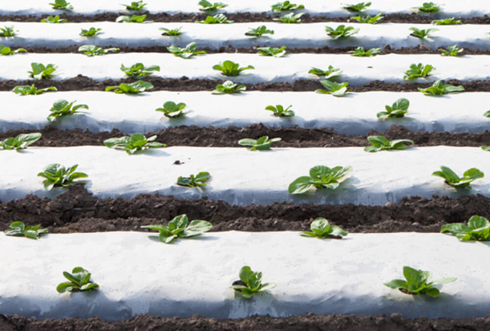 Colorful Plastic Mulch Might Be the Best Thing For Your Garden