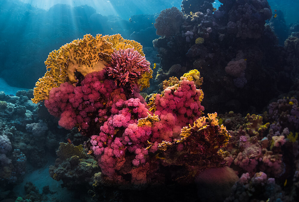 What You Need To Know About Coral Farming