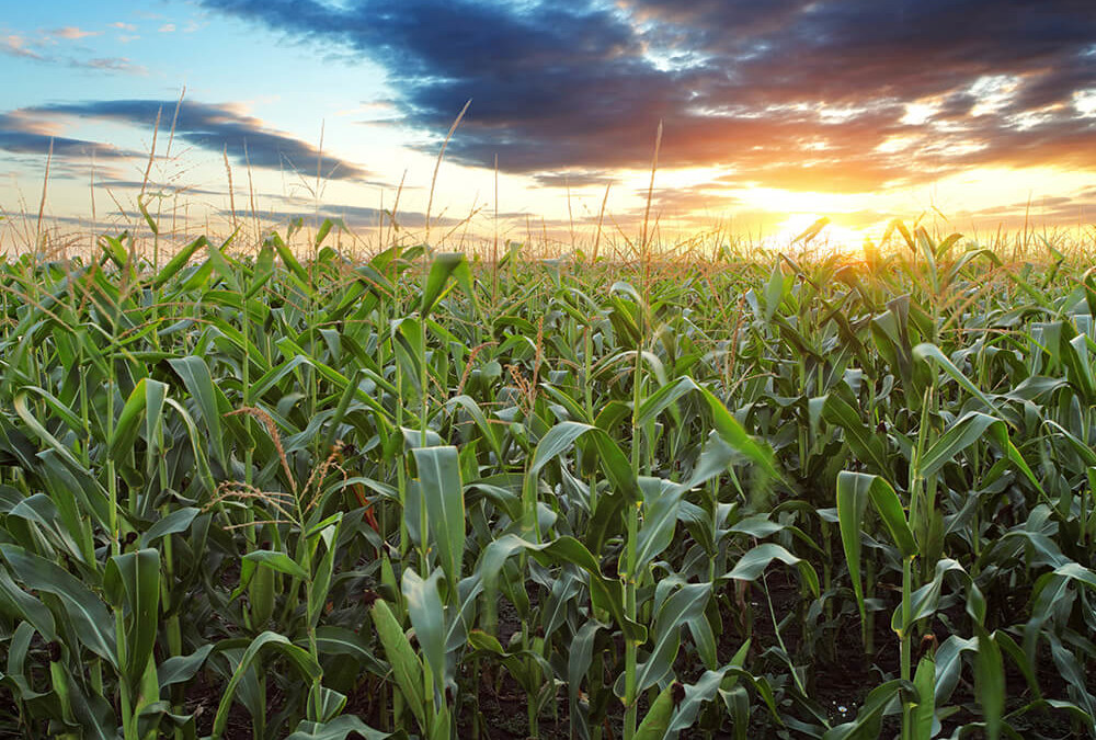 Corn Prices Surging Due to Unexpected Northern Flooding