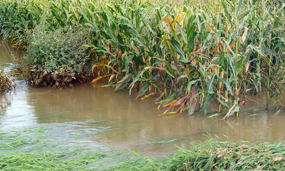 a field of rotting corn, a result of flooding