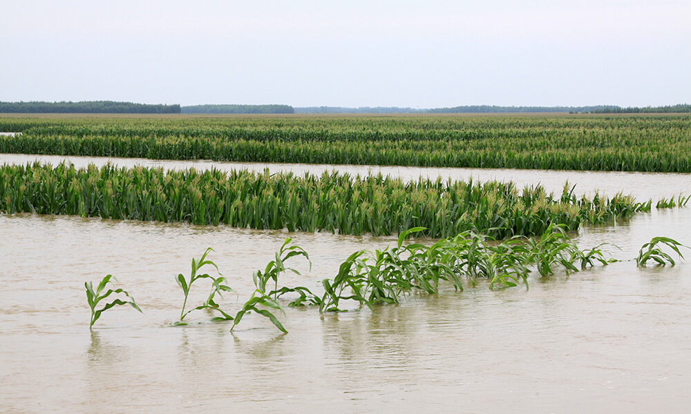 a corn field ruined by flooding